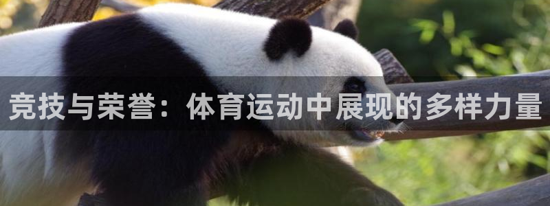 JJB竞技宝官方正版app娱乐网站